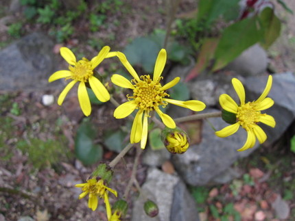 【黄】石蕗（ツワブキ）の花が咲...