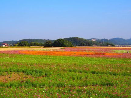 コスモスの絨毯