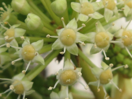 【白】ヤツデのぼうやが花開く