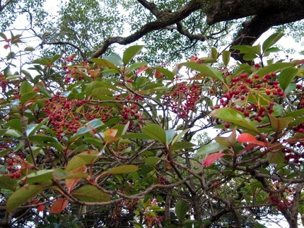 毛利邸の紅い実