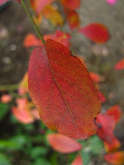 【紅】ブルーベリーの紅葉