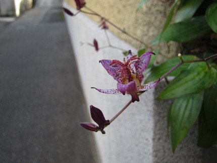 【紫】町角の杜鵑草（ホトトギス...