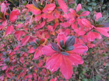 【紅】サツキの紅葉と新芽？