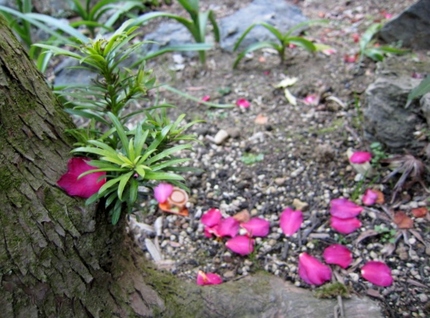 【紅】はらはらと山茶花