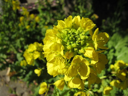 【黄】菜の花が咲き始めて