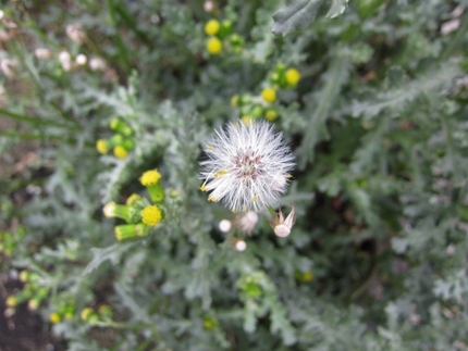 【黄】寒さが好きな野襤褸菊（ノ...