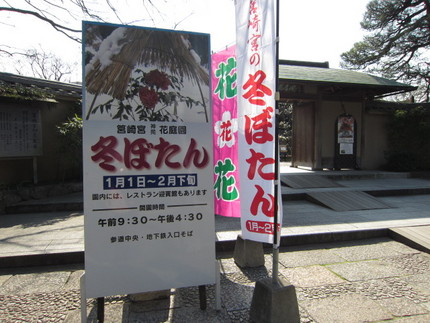 【歩】【紅】【白】筥崎宮花庭園