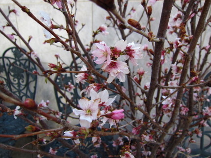 名前不詳の桜の苗木 これから植...