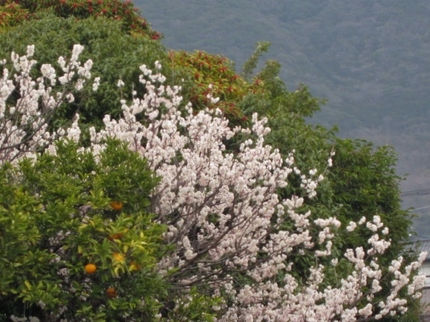 【紅】弥生の空に彼岸の桜