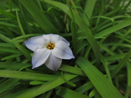 【紫】花韮(ハナニラ)が咲き始...