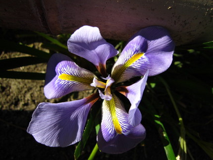 【紫】春日和でも寒菖蒲はまだ咲...