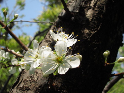 【白】【宙】白い桜？と飛行機雲