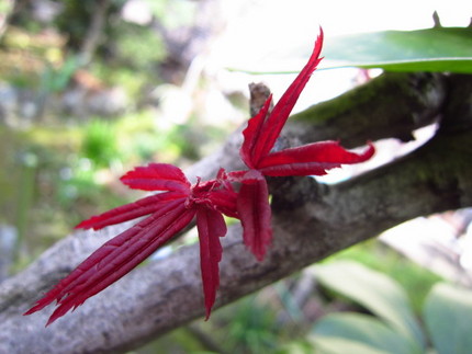 【紅】【緑】春の新芽～楓たち