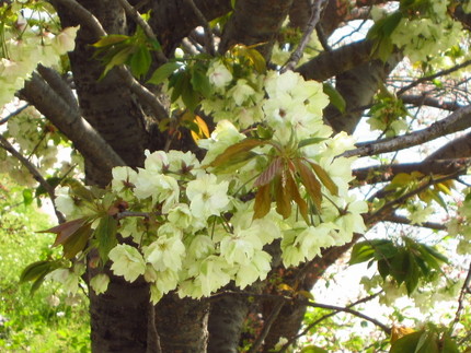 【緑】緑の桜～あなたは御衣黄？...