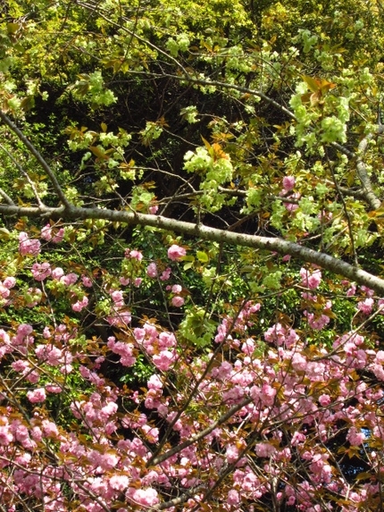 【紅】【緑】鶯の音色と変わり桜...