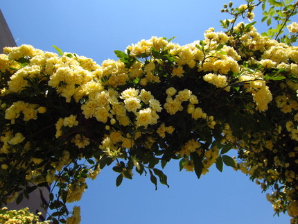 【黄】木香薔薇が満開