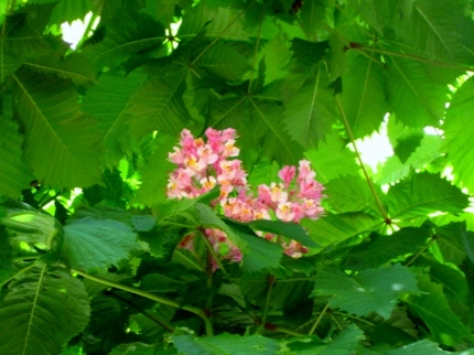 【紅】【白】新緑の紅花栃の木と...