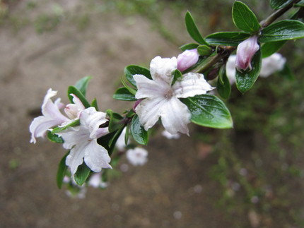 【白】白丁花（ハクチョウゲ）が...