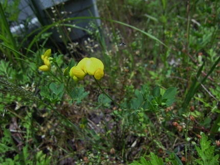 【黄】今年は勢いがない都草