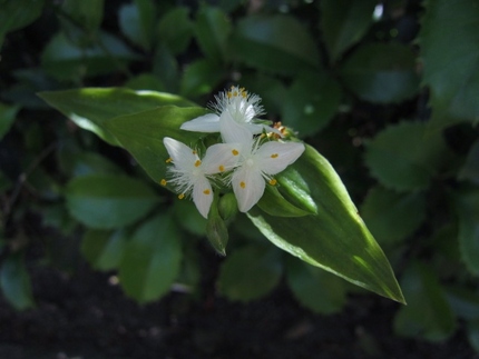 【白】白さが際立つ常盤露草