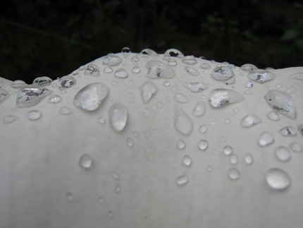 【白】雨上がりの愉しみ