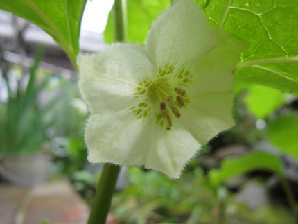 【白】鬼灯の花が咲き始めて