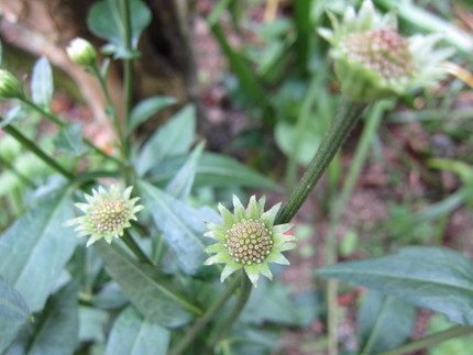 【緑】都忘れの花期終わり