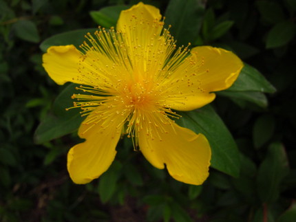 【黄】ヒペリカムの花たち