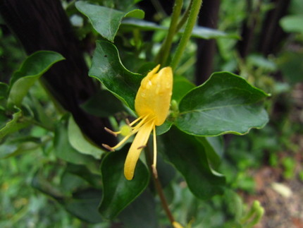 白い花が黄色に変わった後