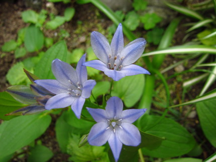 【紫】涼やかなる花