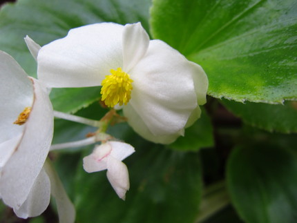 美味しそうなお菓子に見える花で...