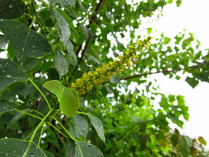 【緑】南京黄櫨の花咲く頃