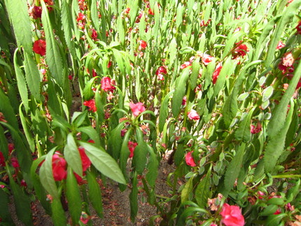 【紅】鳳仙花も熱射病