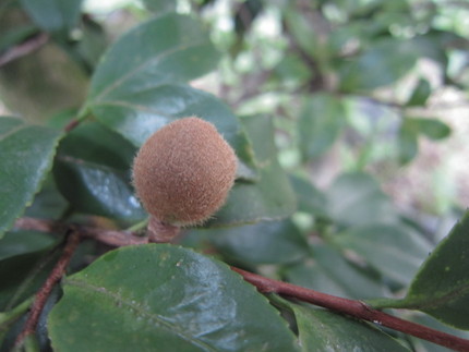 【実】山茶花の実