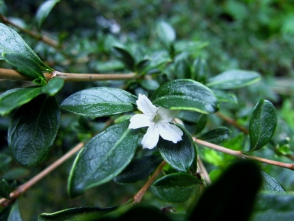 【白】白丁花（ハクチョウゲ）は...