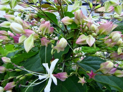 【白】甘い香りの臭木の花盛り