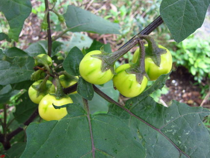 【白】【緑】花茄子なのかな？