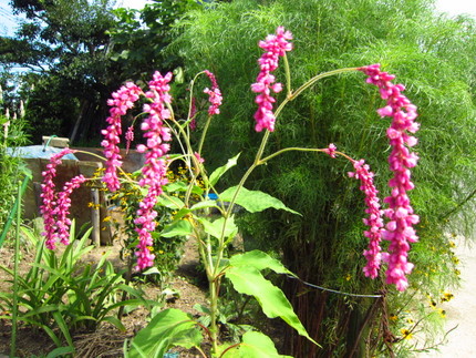 【紅】花畑の大蓼