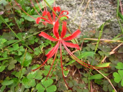 【紅】初彼岸花