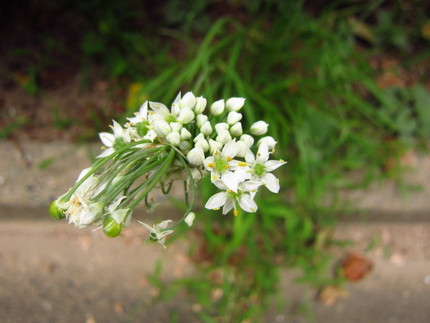 【白】至る所で花盛りの韮