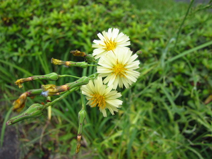 【黄】秋の野芥子