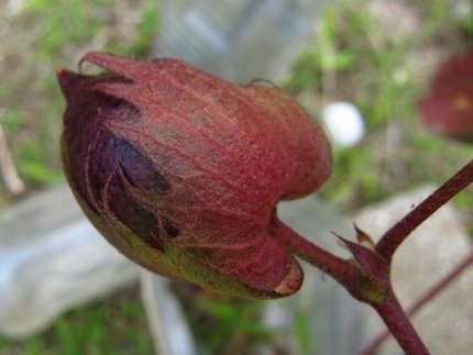 【紅】【実】棉の花のあと