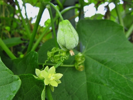 【黄】【緑】【実】隼人瓜の花咲...