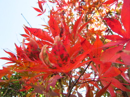 【紅】室温が遂に一桁