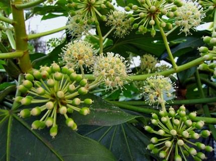 【白】【緑】八手の花にはめじろ...