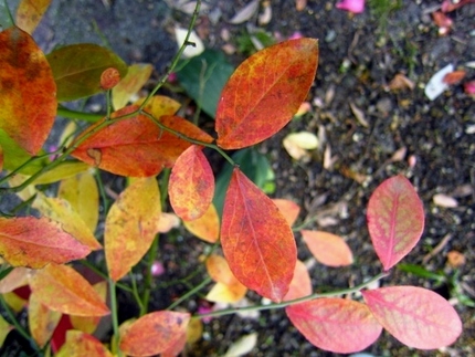 【紅】ブルーベリーの紅葉