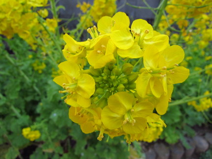 【黄】菜の花が満開