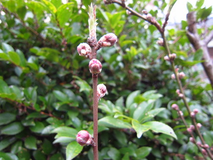 背景のヒサカキの花が咲き始めま...