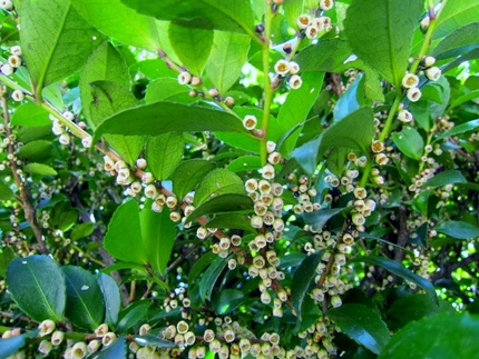 【白】春告げの樹に花が咲き