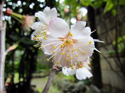 【紅】彼岸桜の苗